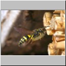 Ancistrocerus nigricornis - Lehmwespe 20a am IH beim Eintrag einer Schmetterlingslarve.jpg